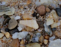 Colpospira guillaumei