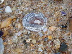 Siphonaria funiculata