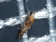 Trachydora chrysodoxa