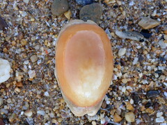 Lyncina leviathan titan