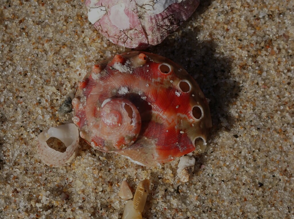 Brazier's ear shell in January 2023 by Adrian Gale · iNaturalist