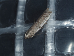 Cryptoblabes hemigypsa