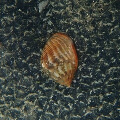 Nassarius jonasii