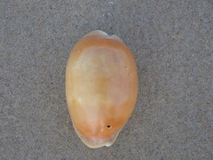 Lyncina