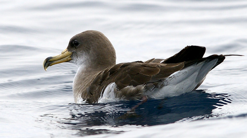 Scopoli's Shearwater, photo 6 of 8