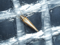 Xylorycta candescens