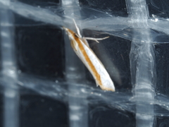 Xylorycta candescens