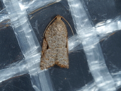Meritastis piperata