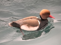 Netta rufina