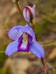 Disa graminifolia