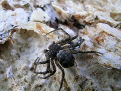 Philodromus margaritatus