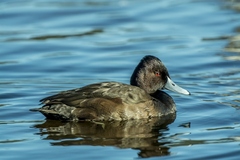 Netta erythrophthalma