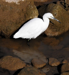 Egretta garzetta