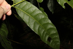 Dysoxylum rufum