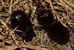 Aulacocyclus
