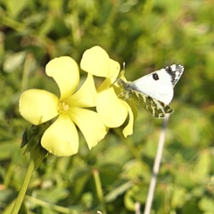 Euchloe belemia