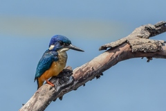 Alcedo semitorquata