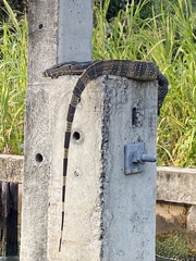 Varanus salvator macromaculatus