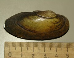 Unio pictorum