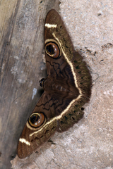 Cyligramma latona