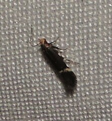 Aproaerema simplexella