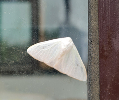 Arctornis submarginata