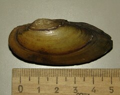 Unio pictorum