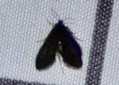 Elophila tinealis