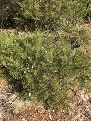 Acacia cochlearis