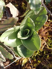 Orchis purpurea