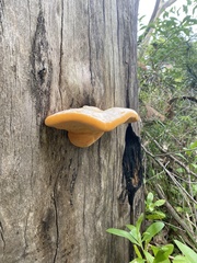 Piptoporus australiensis
