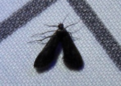 Elophila tinealis