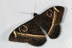 Cyligramma latona