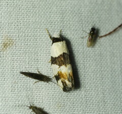 Zonopetala decisana