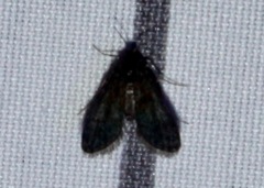 Elophila tinealis