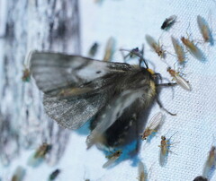 Nataxa flavescens