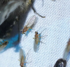 Lonchoptera bifurcata