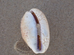Lyncina