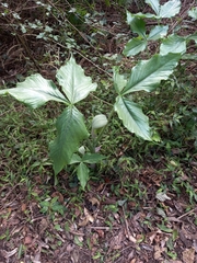 Arisaema ringens