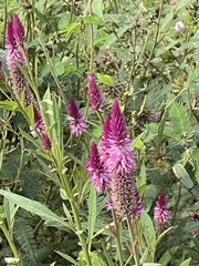 Celosia spicata
