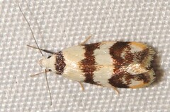 Chezala brachypepla
