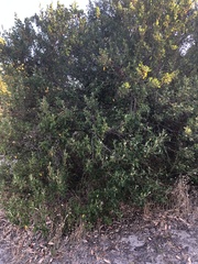 Spyridium globulosum