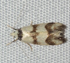 Chezala brachypepla