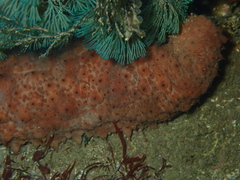 Australostichopus mollis