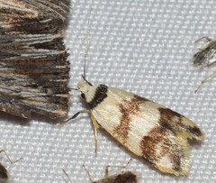Chezala brachypepla
