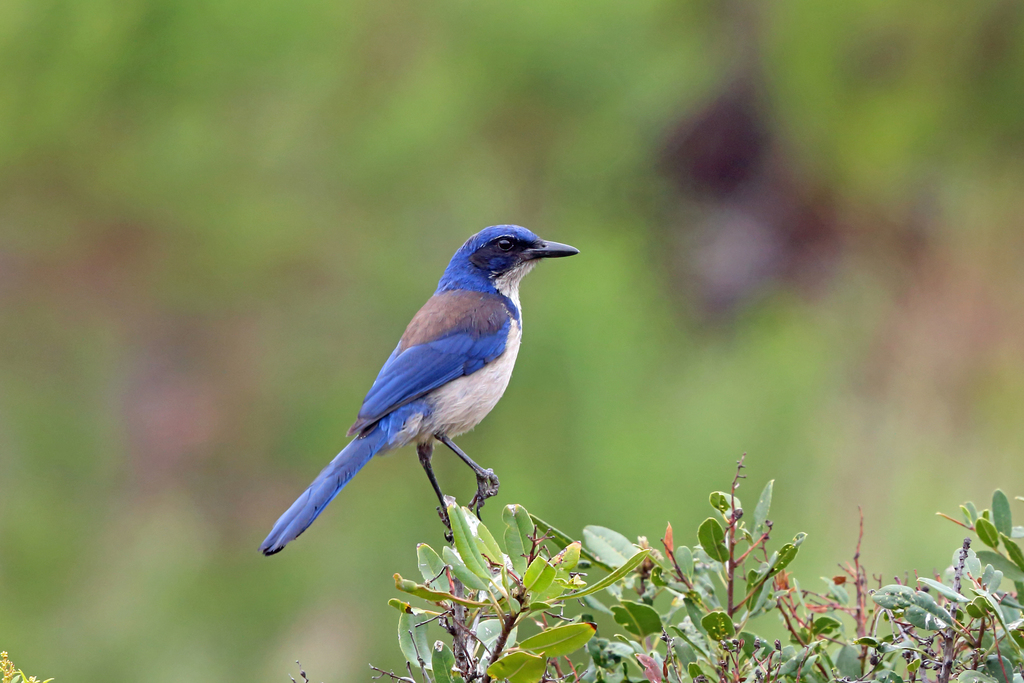 Island Scrub-Jay