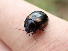 Paropsisterna octosignata