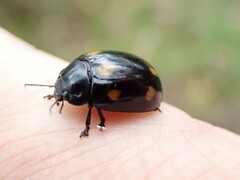 Paropsisterna octosignata