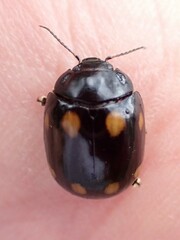 Paropsisterna octosignata