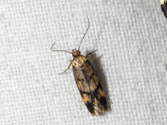 Sphyrelata nefanda